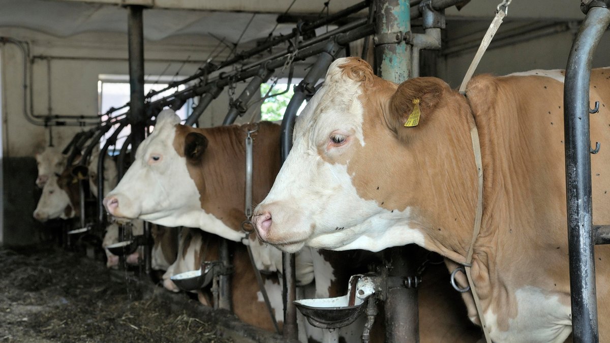 Angebundene Milchkühe in einem oberbayerischen Stall (Aufnahme von 2008)