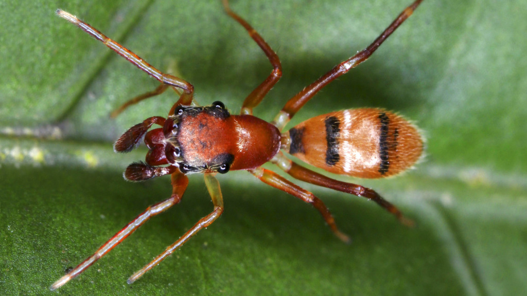 Die Ameisenspringspinne erlegt ihre Beute mit ihren großen Kieferklauen.