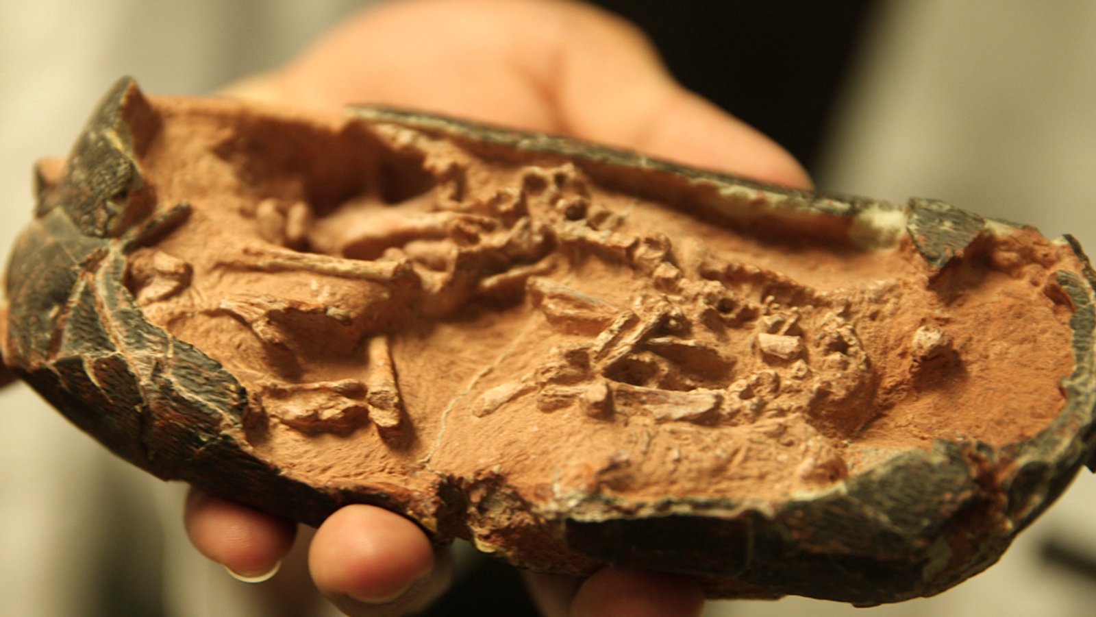 Versteinerte Dino-Eier werden untersucht