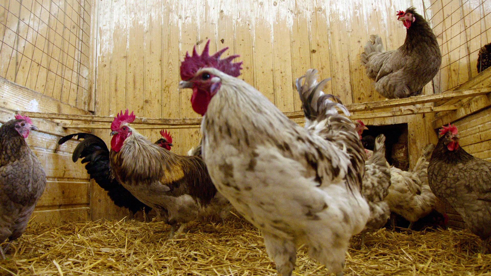 Unterschiedliche Hühnerrassen, wie Sulmtaler, Barnevelder, Wyandotten, Isbar oder Marans legen hell- oder dunkelbraune Eier, cremefarbene, grüne oder türkise. An den Ohrscheiben kann man erkennen, welche Eier sie legen. 