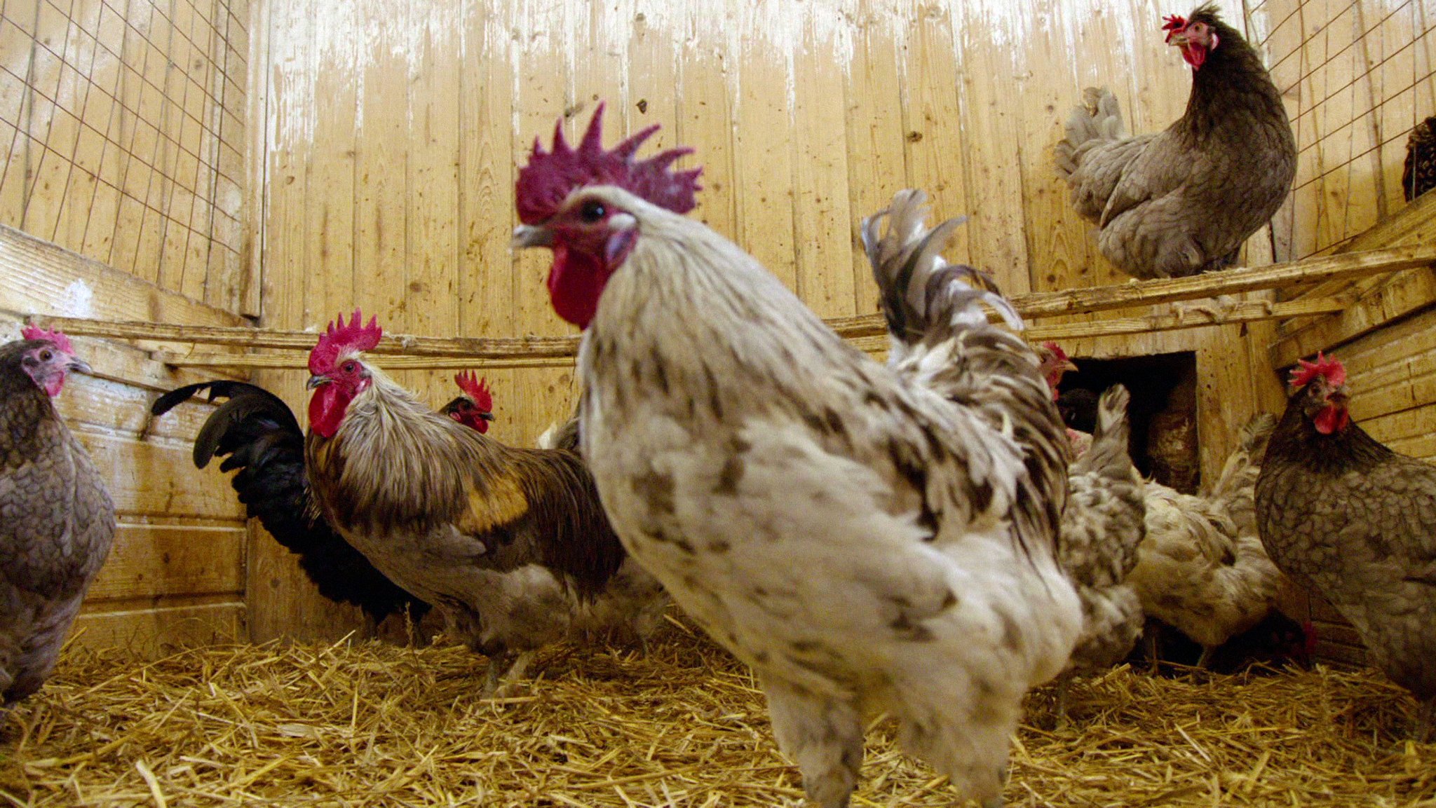 Unterschiedliche Hühnerrassen, wie Sulmtaler, Barnevelder, Wyandotten, Isbar oder Marans legen hell- oder dunkelbraune Eier, cremefarbene, grüne oder türkise. An den Ohrscheiben kann man erkennen, welche Eier sie legen. 