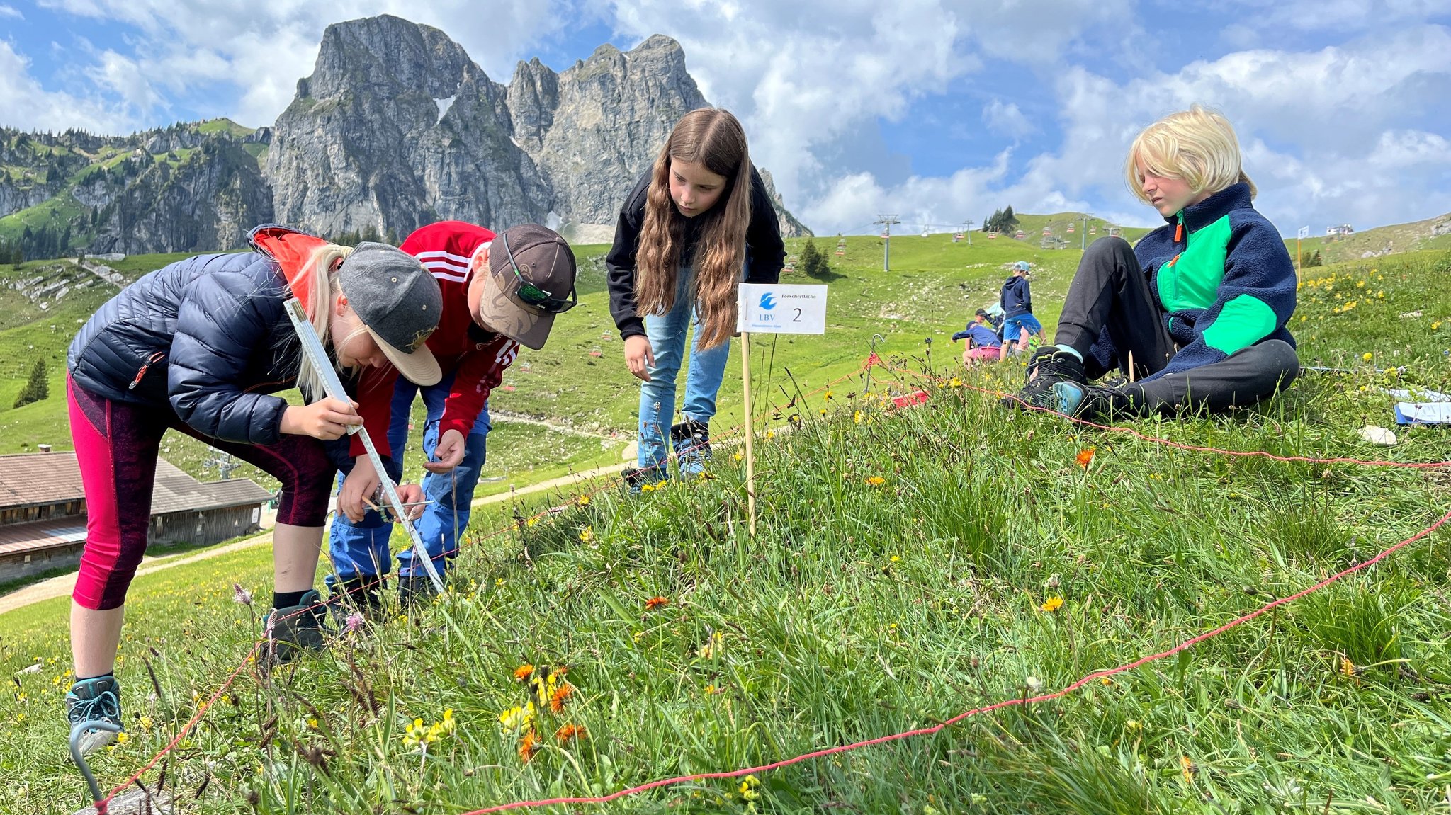 Die Kinder versuchen Pflanzen und Tiere auf einem abgesteckten Stück Wiese zu identifizieren.