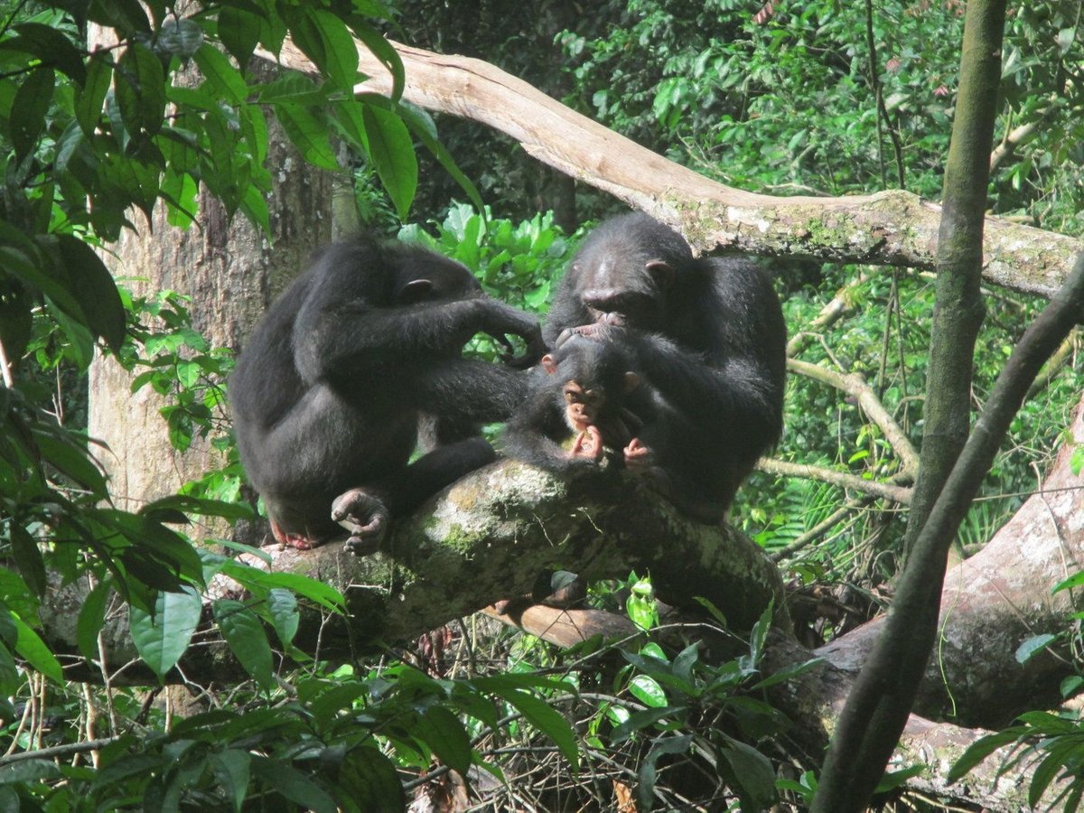 Studie: Schimpansen suchen gezielt nach Fellpflegepartner