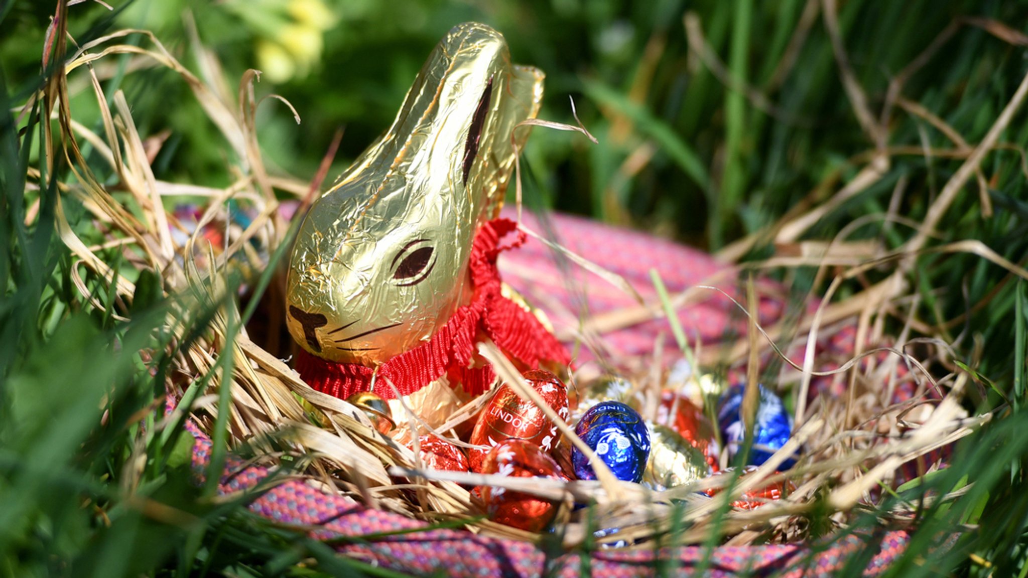 Ein Osternest mit Schokohase und Schokoladeneiern ist im Garten zwischen Frühlingsblumen versteckt.