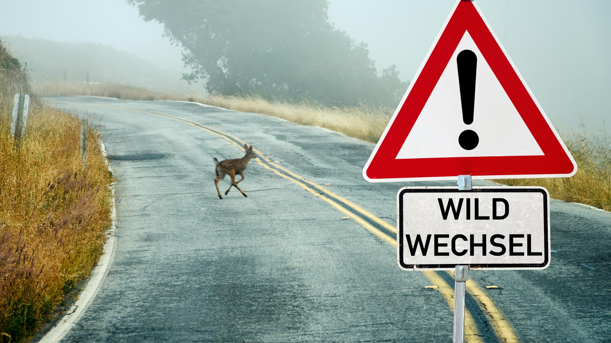 Wildwechsel steht auf einem Schild, vor einem Reh mitten auf einer Straße. | Bild: picture alliance / CHROMORANGE | Michael Bihlmayer Wildwechsel steht auf einem Schild, vor einem Reh mitten auf einer Straße.
