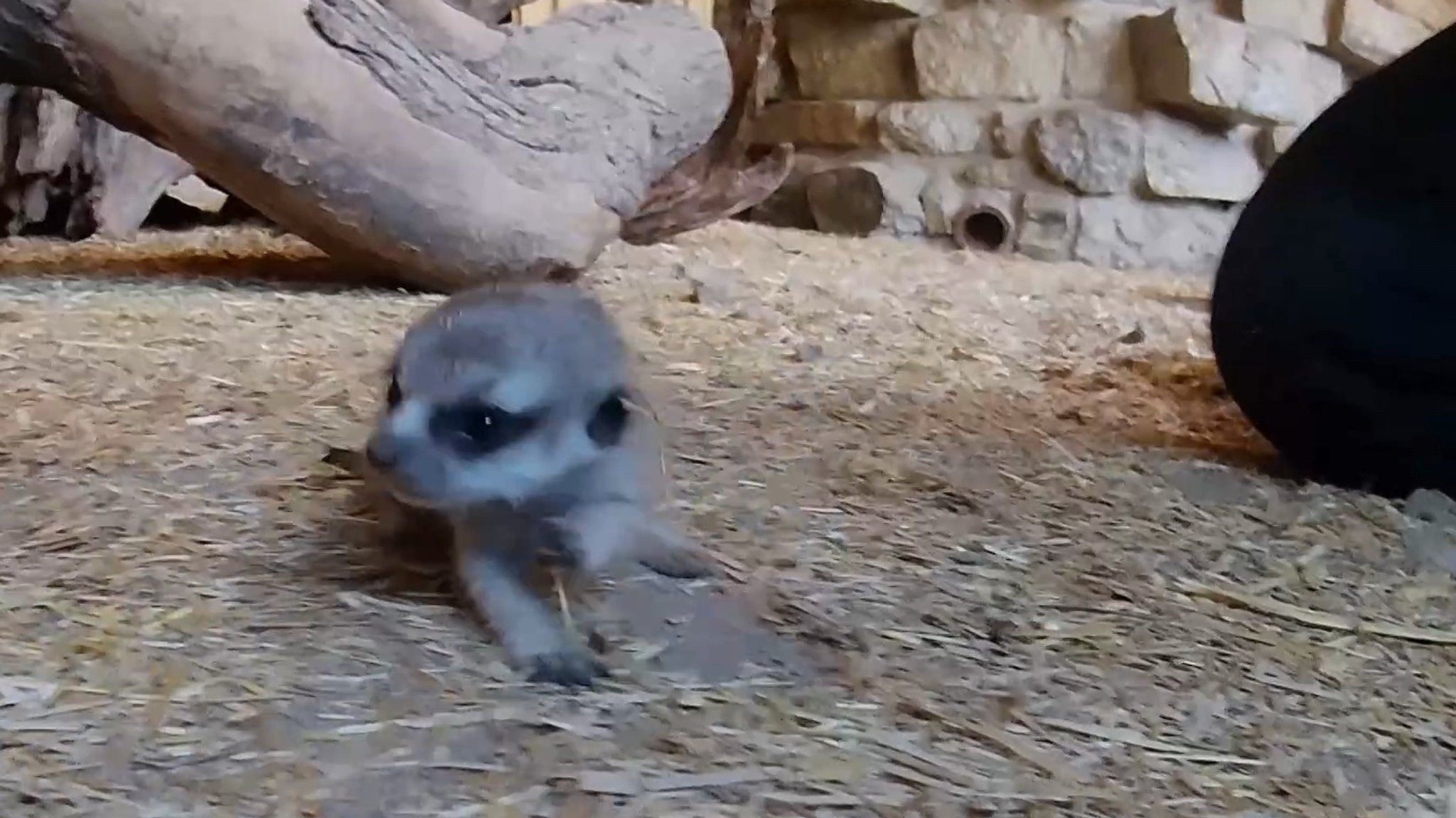 "Zuckersüß": Erdmännchen-Nachwuchs im Hofer Zoo