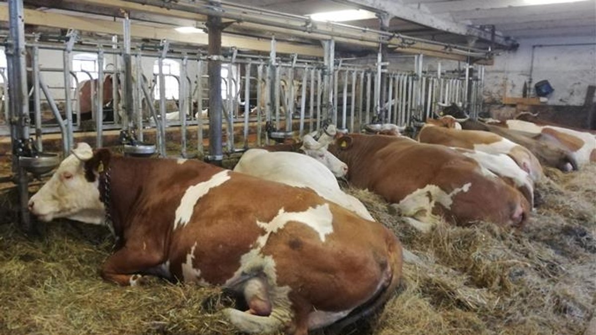 Kühe an Ketten in einem Stall. Die Tiere werden in Kombinationshaltung gehalten.