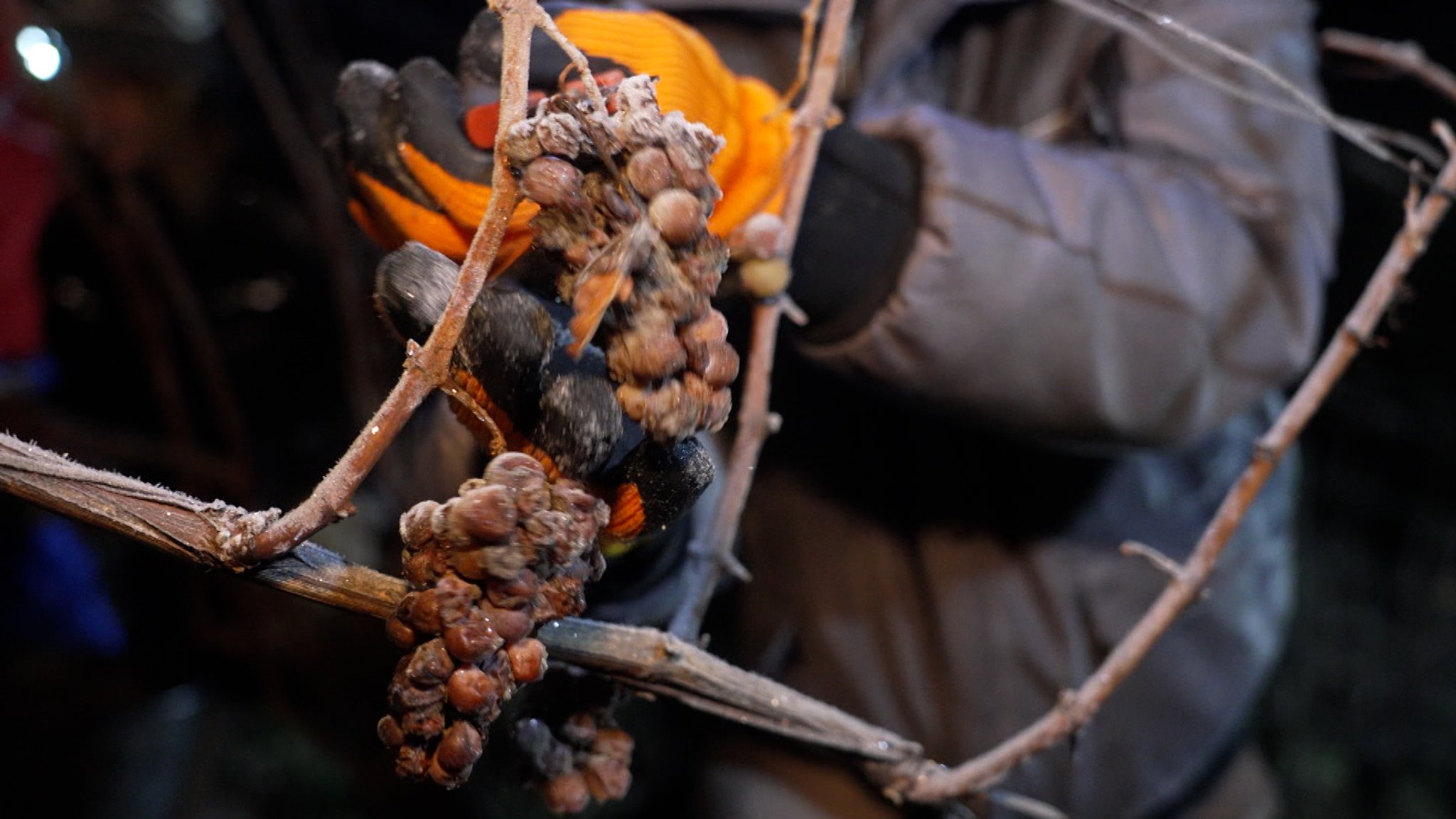 Eine gefrorene Silvanerrebe wird abgeschnitten