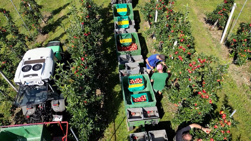 Apfelbauern am Bodensee bei der Ernte. | Bild: BR Apfelbauern am Bodensee bei der Ernte.