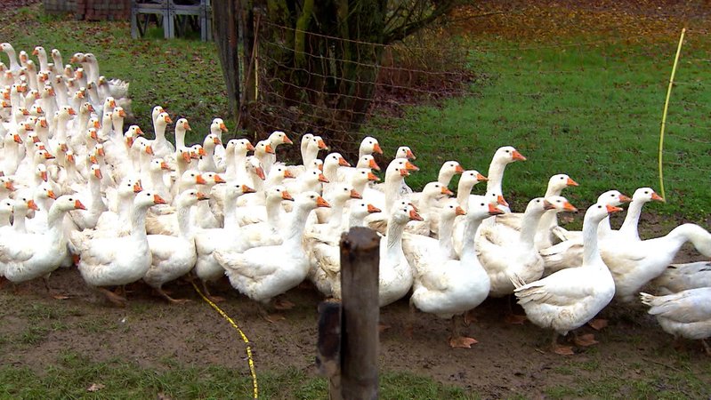 Vogelgrippe – Sorge in Europa wächst | Bild: BR Vogelgrippe – Sorge in Europa wächst