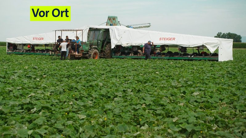 So hart ist die niederbayerische Gurkenernte | Bild: BR So hart ist die niederbayerische Gurkenernte