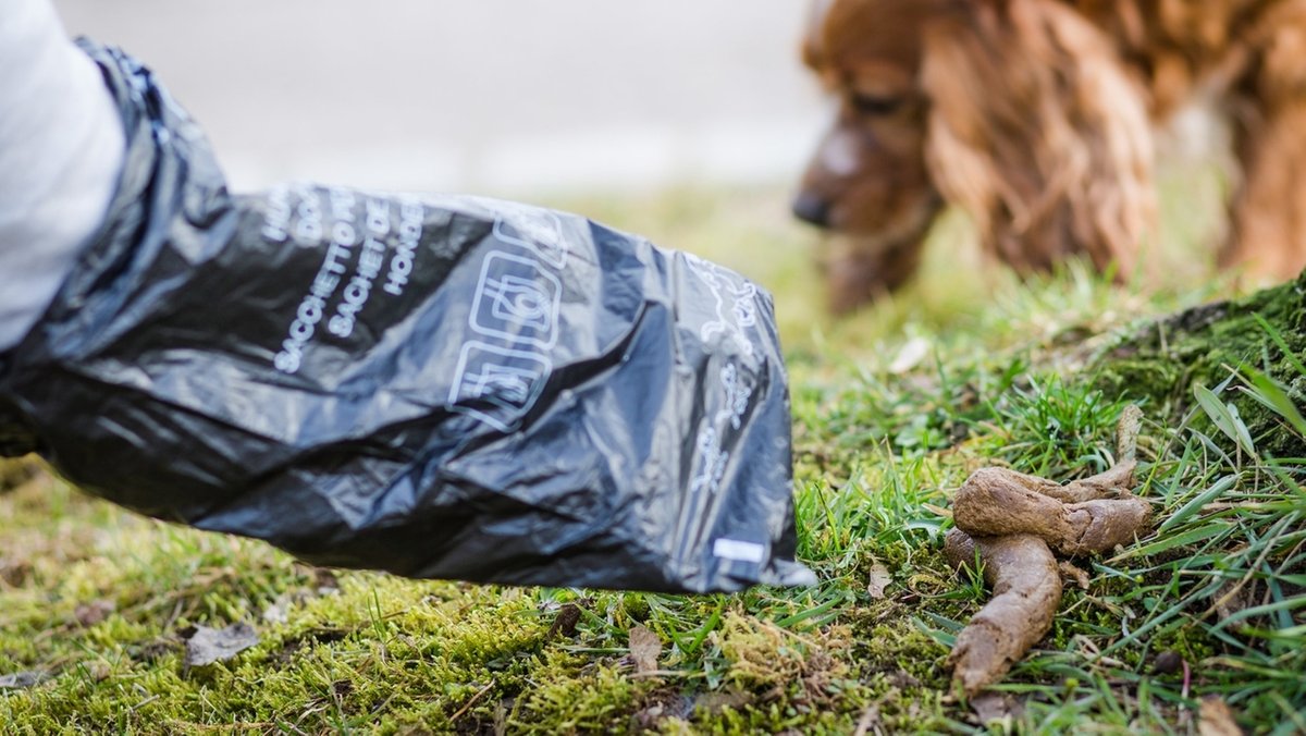 Hundehalter entsorgt mit Plastiktüte einen Hundehaufen