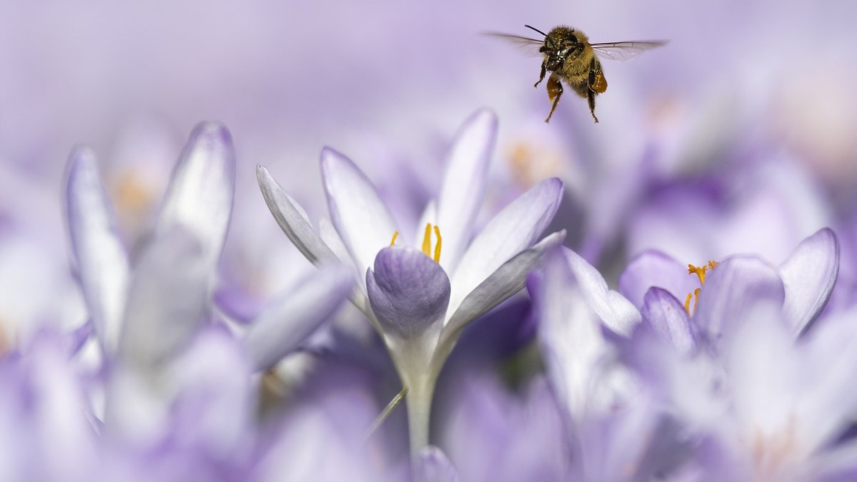 Bienen sind immer seltener in Deutschland zu sehen: Das Insektensterben war auch 2019 wieder Thema in den Wissenschafts-Nachrichten.