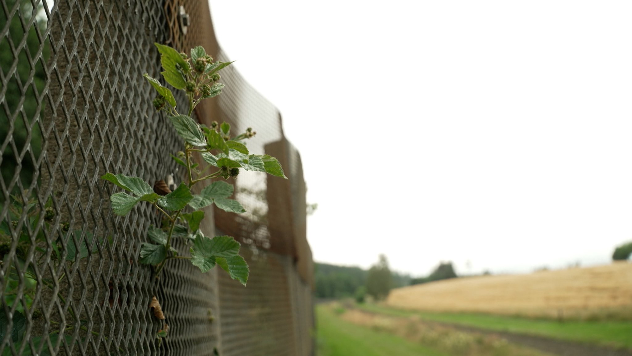 Der größte Biotopverbund Deutschlands ist das Grüne Band bereits - jetzt soll er weiterwachsen: In den kommenden drei Jahren werden zwischen Thüringer Schiefergebirge, Frankenwald und Vogtland konkrete Maßnahmen geplant. | Bild: BR24 Der größte Biotopverbund Deutschlands ist das Grüne Band bereits - jetzt soll er weiterwachsen: In den kommenden drei Jahren werden zwischen Thüringer Schiefergebirge, Frankenwald und Vogtland konkrete Maßnahmen geplant.