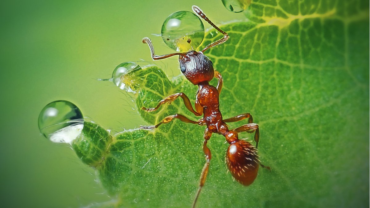 Was hilft gegen Ameisen in Haus und Garten?
