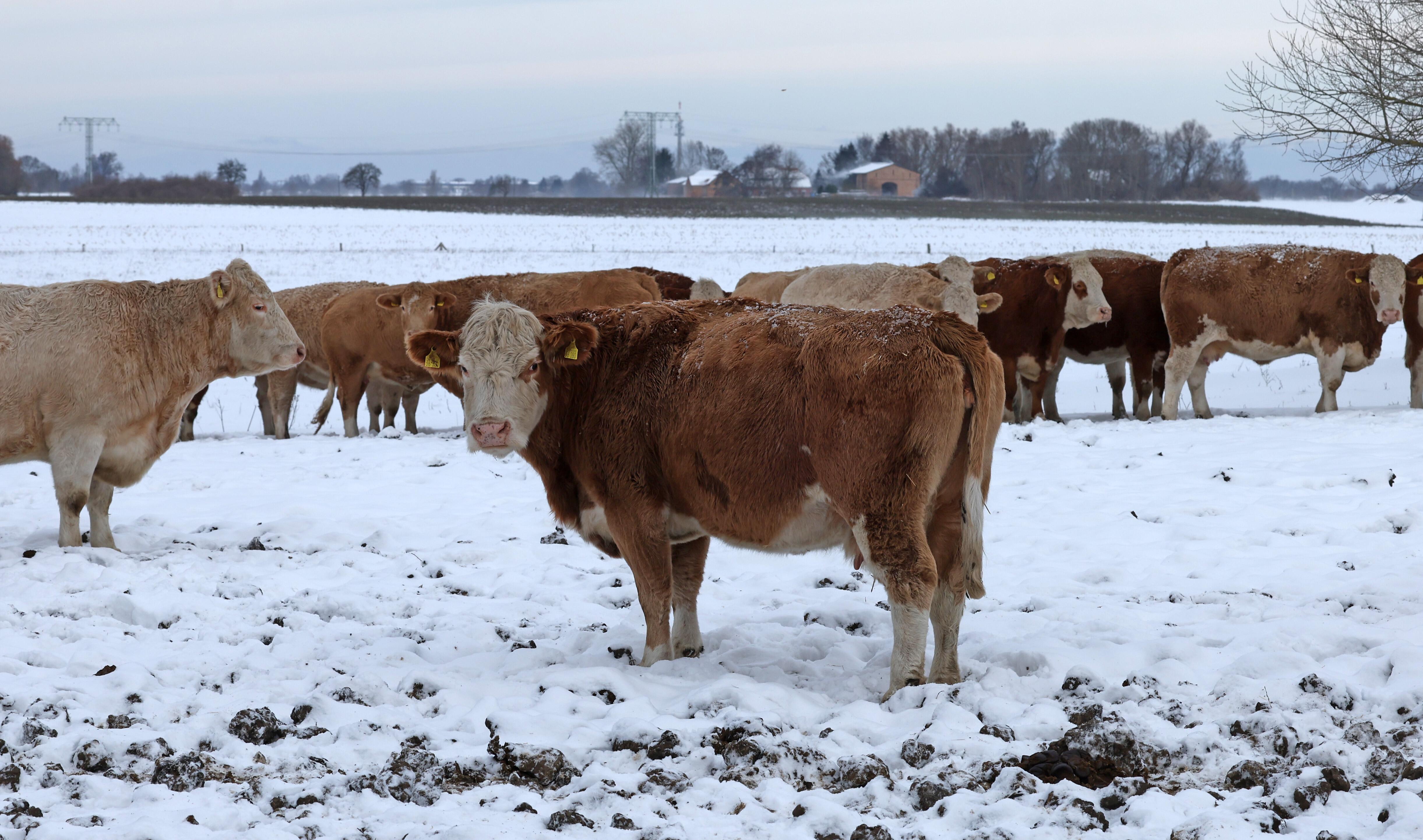 Symbolbild: Kühe im Schnee auf Weide