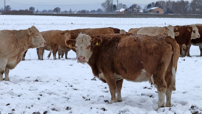 Symbolbild: Kühe im Schnee auf Weide | Bild: picture alliance/dpa | Bernd Wüstneck Symbolbild: Kühe im Schnee auf Weide