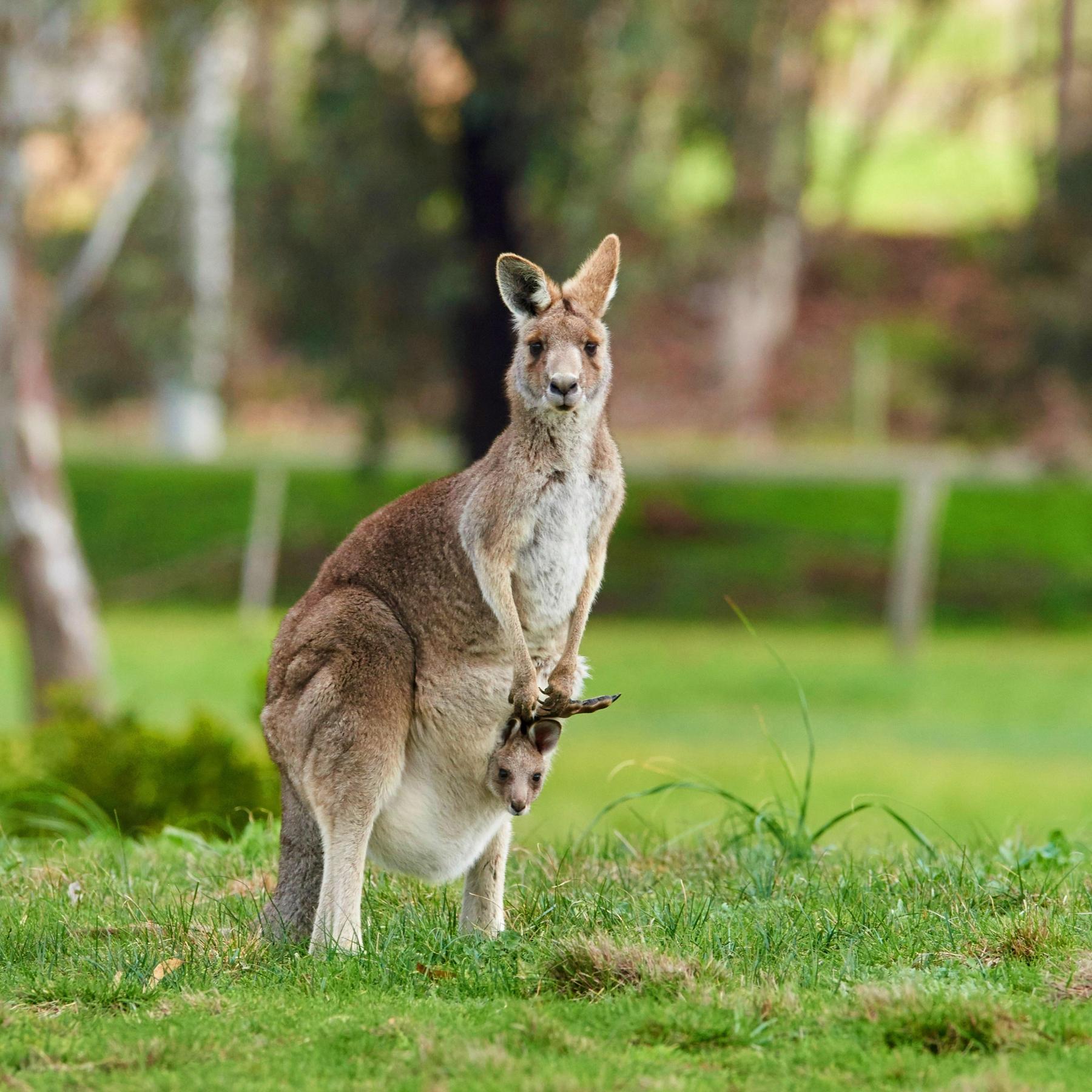 Beuteltiere, ein Sonderweg der Evolution - Alles Natur