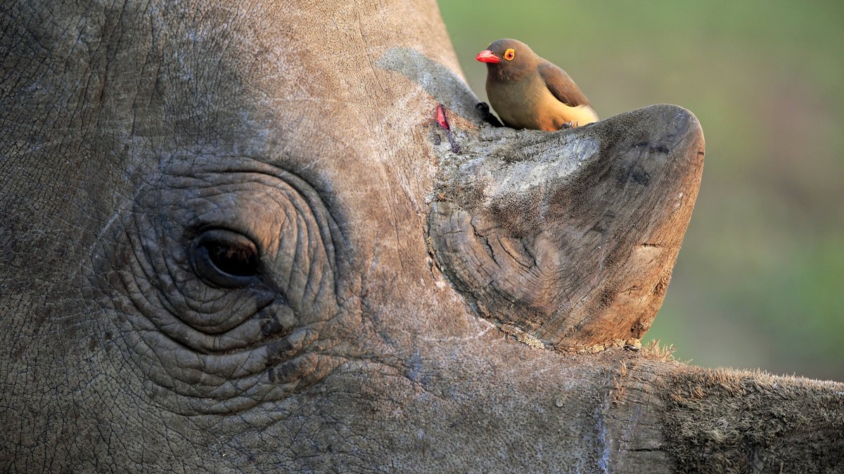 Ein Rotschnabel-Madenhacker sitzt an einer kleinen Wunde auf einem Nashorn.