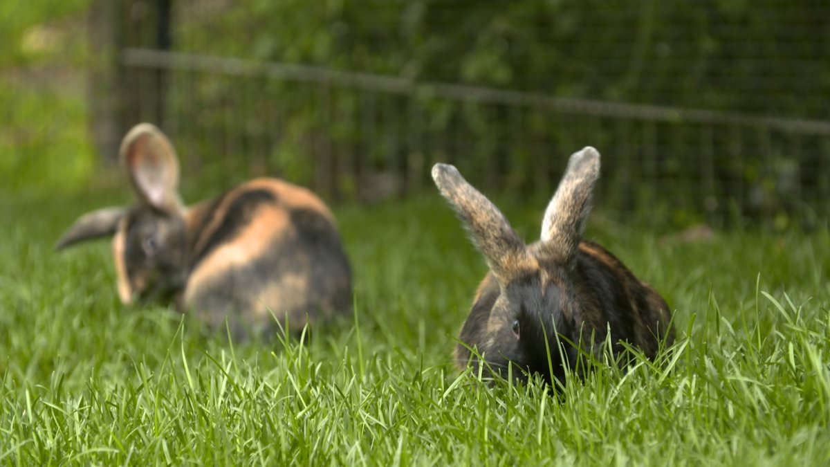 Bedrohte Haustierrasse: Japaner-Kaninchen im Tiergarten Nürnberg