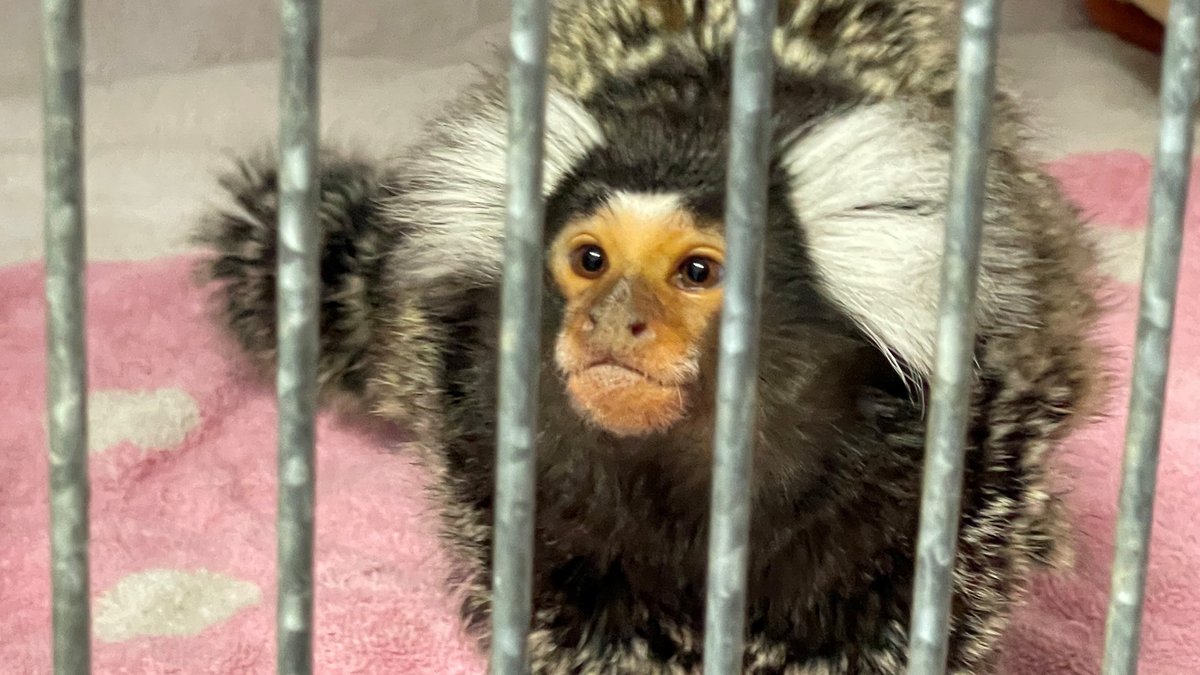 Affe auf Terrasse in Oberbayern – Mann fängt Tier mit Banane