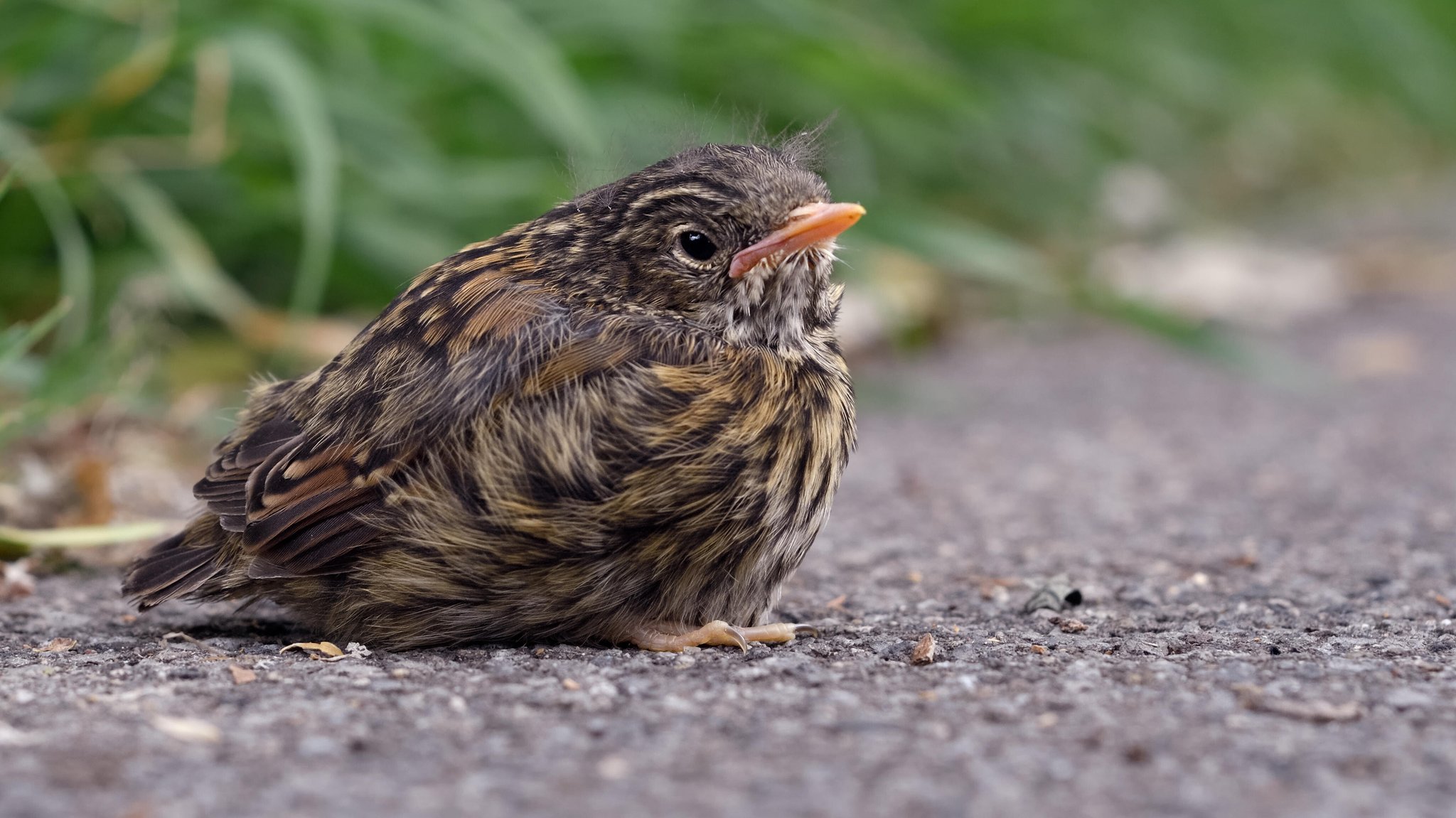 Ein Jungvogel (Heckenbraunelle) hat das Nest verlassen.