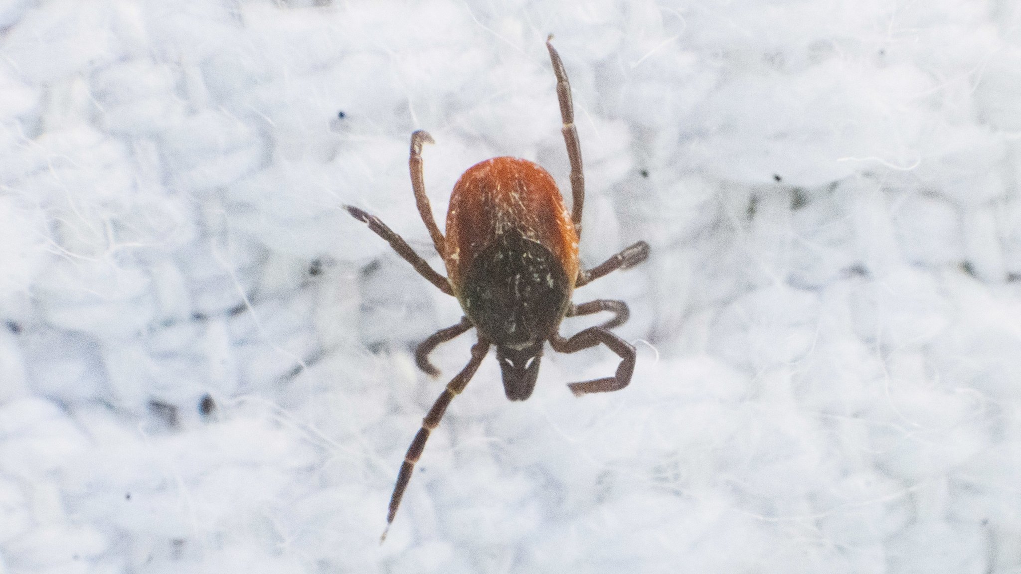 Eine Zecke sitzt auf einer weißen Flagge (Makroaufnahme). Das vor sechs Jahren in China entdeckte Alongshan-Virus (ALSV) ist auch in europäischen Zecken verbreitet. Mittlerweile wurde das Virus in Zecken in Finnland, Frankreich, Russland und der Schweiz gefunden. Forscher fanden jetzt Hinweise auf die Übertragung von ALSV über Zecken auf Wildtiere in Niedersachsen.