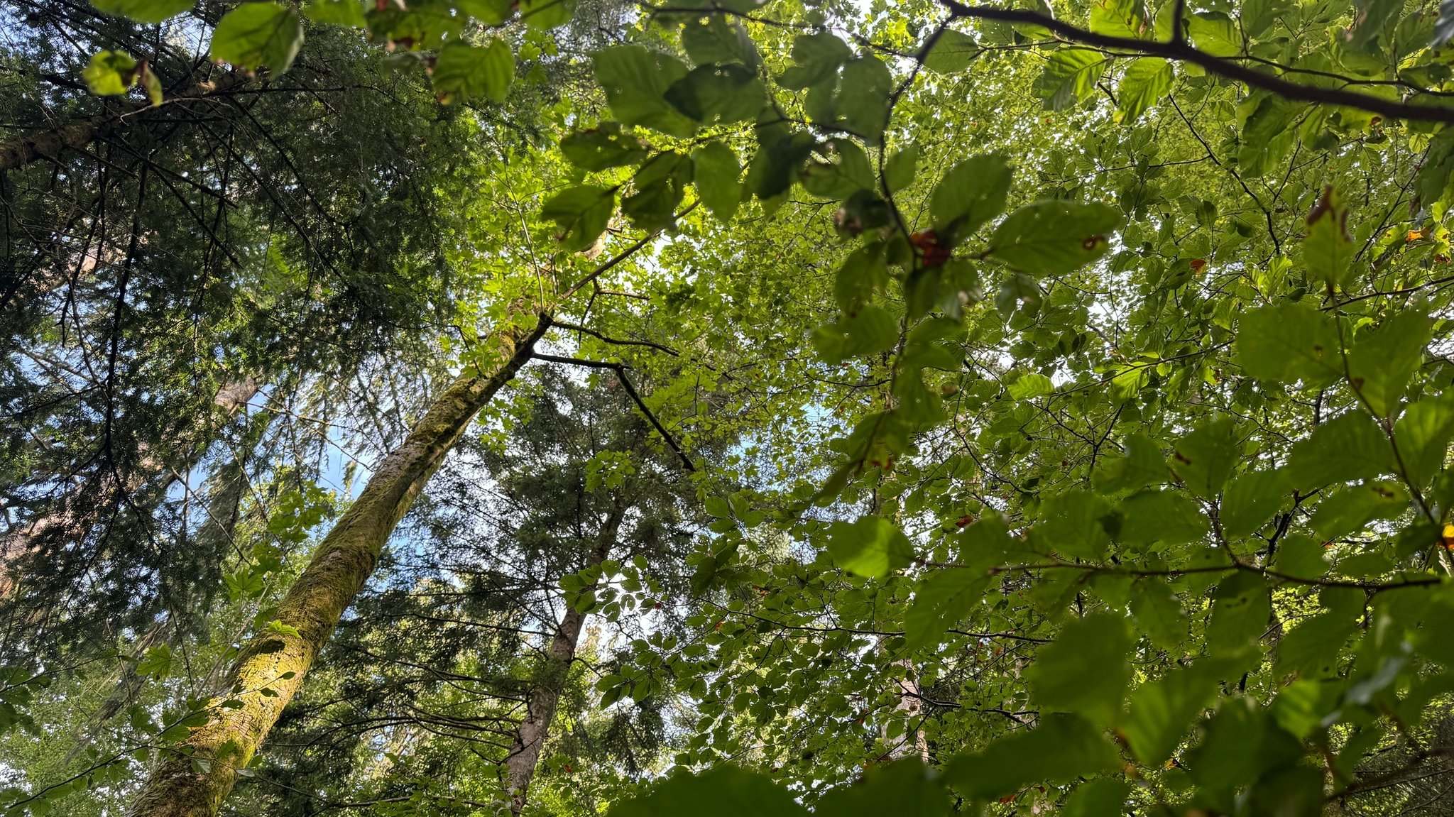 Plenterwälder sind gut durchmischt und werden nachhaltig bewirtschaftet.  So trotzen sie dem Klimawandel und sind robust.  Seit Generationen werden sie je an die nächste Generation weitergegeben.           