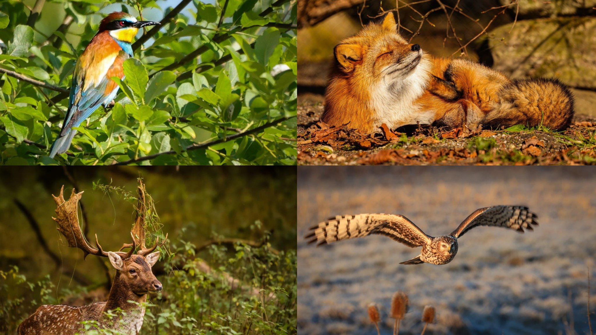 Fuchs, Kauz und Reh: Auf der Suche nach dem perfekten Foto