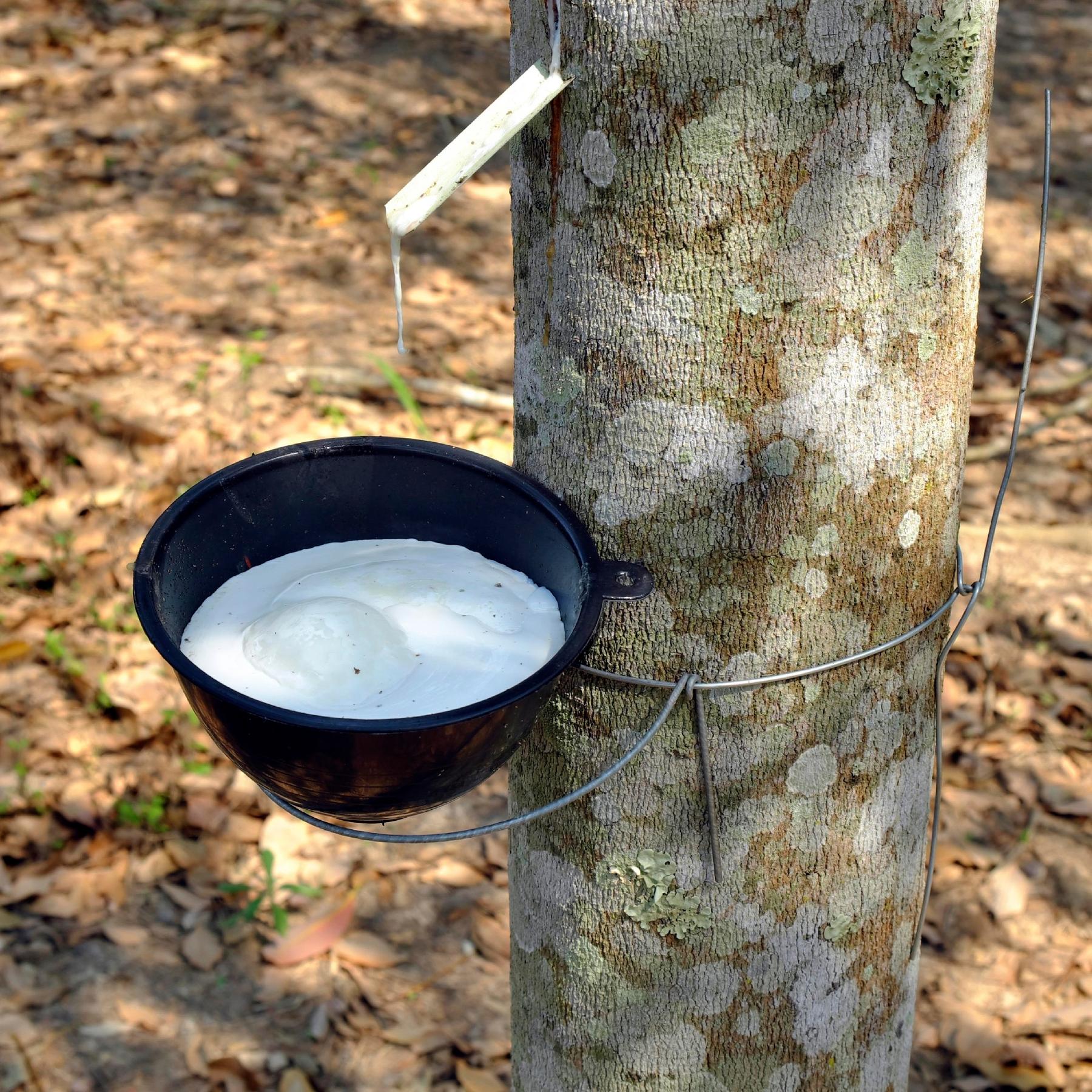 Gib Gummi - Natur-Kautschuk nutzen ohne Waldzerstörung