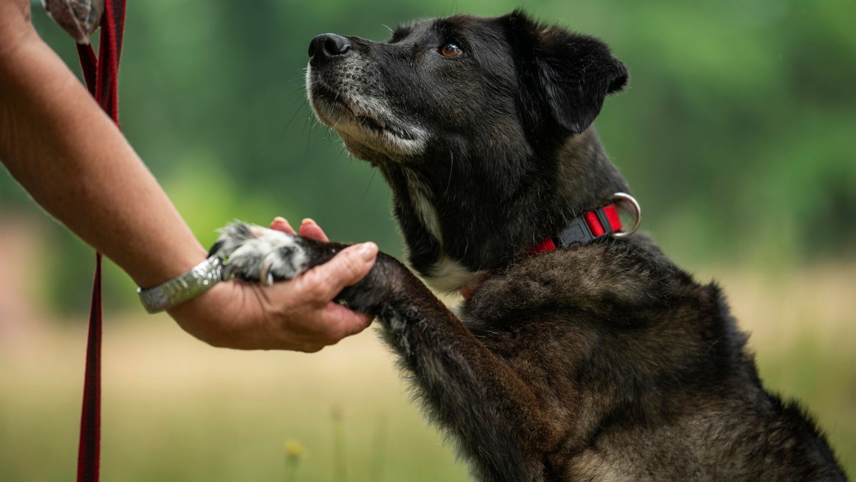 Tag der Linkshänder: Auch im Tierreich gibt es "Linkspfoter"