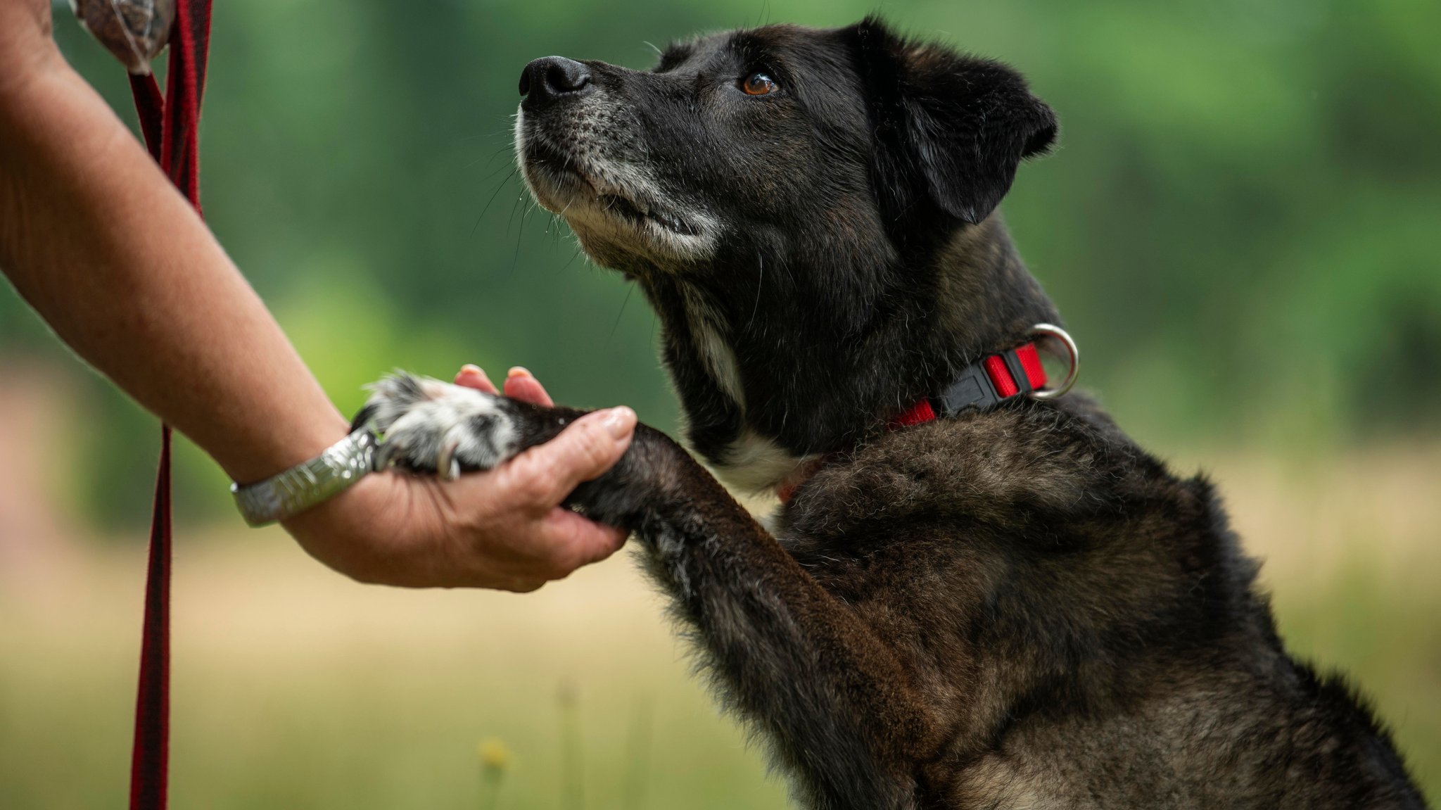 Ein Hund reicht einem Menschen seine linke Pfote.