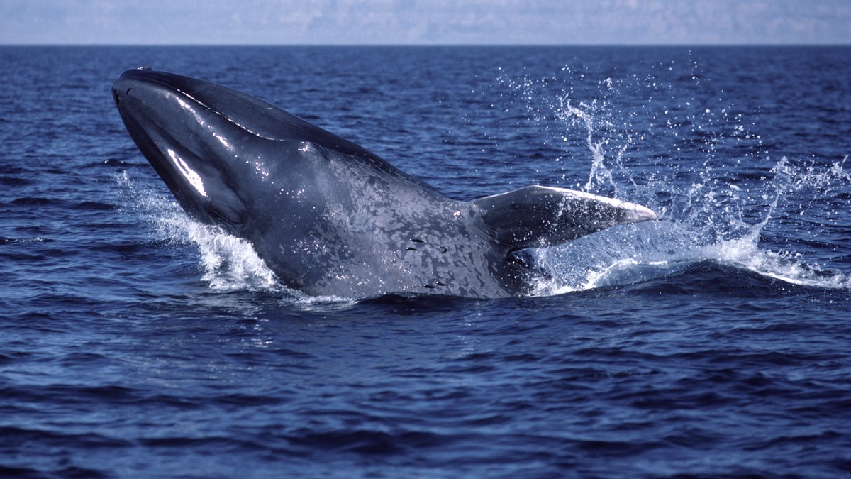 Ein Blauwal kann über 30 Meter lang werden und wiegt bis zu 200.000 Kilogramm. 