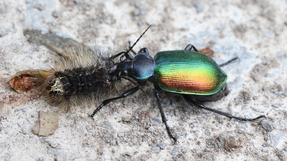 Der Große Puppenräuber, ein Laufkäfer, frisst die Raupen von Schwammspinnern und Eichenprozessionsspinnern, die Eichen- und Buchenwälder schädigen können. 