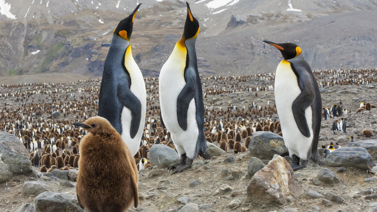 Am 20. Januar ist Ehrentag der Pinguine. Königspinguine (Aptenodytes patagonicus) und Küken mit Brutkolonie, St. Andrews Bay, South Georgia, Südgeorgien