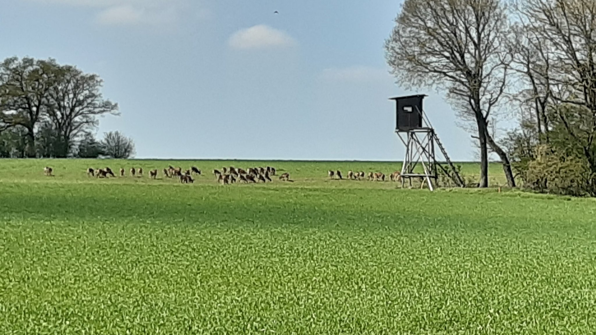 Eine Mufflonherde bei Kleinrinderfeld im Landkreis Würzburg. Die wilden Schafe sind vor rund 20 Jahren von einem nahen Gutshof entlaufen.