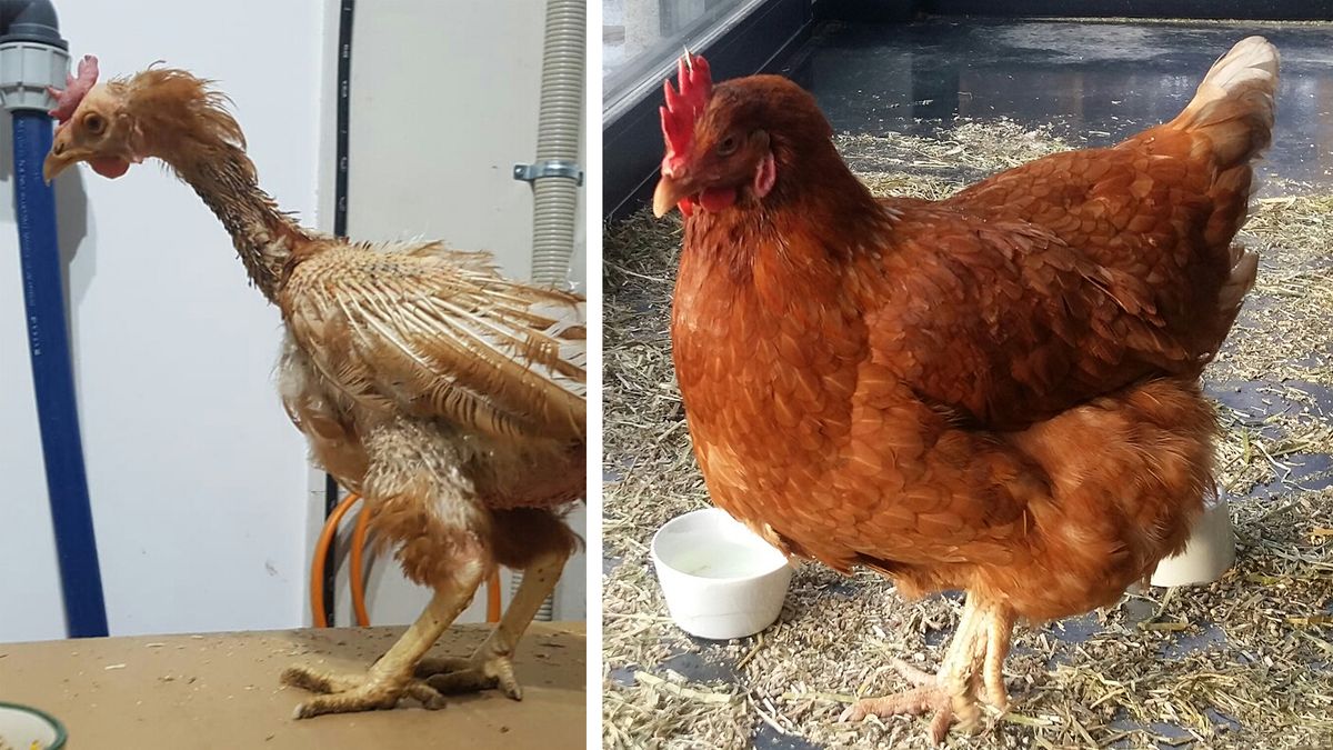 Rettet Das Huhn Von Der Legebatterie In Den Heimischen Garten Br24