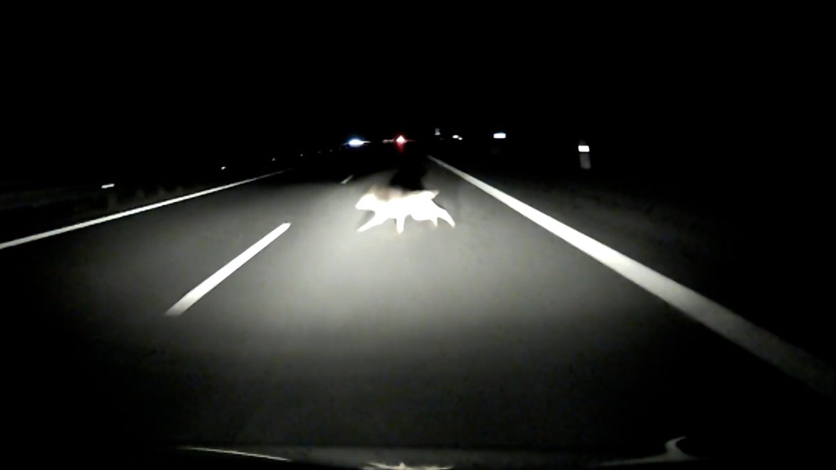 Ein Wolf läuft im Scheinwerferkegel über die Straße