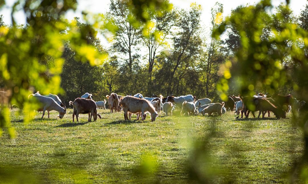 Eine Wiese voller Ziegen.