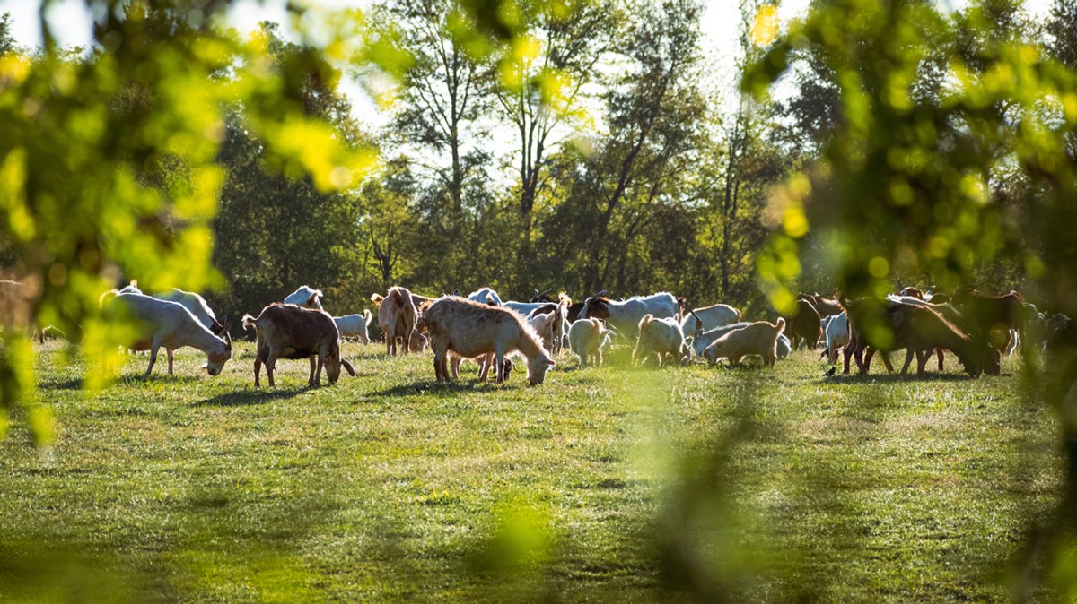 Neues Wolfsgebiet: Geben Landwirte die Tierhaltung jetzt auf? 