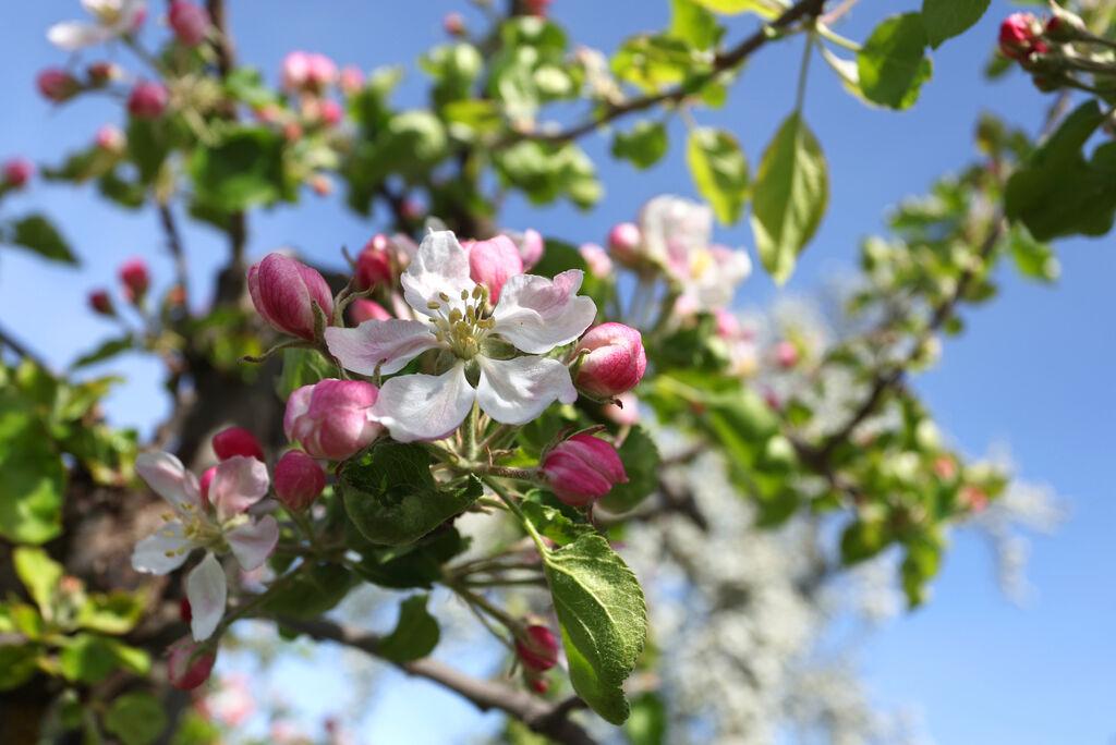 Blühende Apfelbäume im Sonnenschein