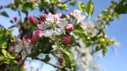 Blühende Apfelbäume im Sonnenschein | Bild:dpa-Bildfunk/Karl-Josef Hildenbrand