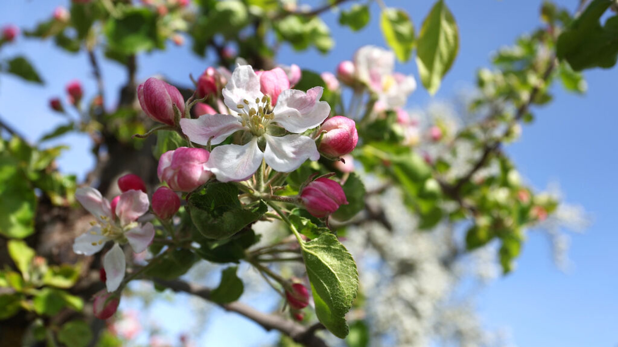 Temperatursturz: Unterfrankens Obstbauern fürchten um ihre Ernte