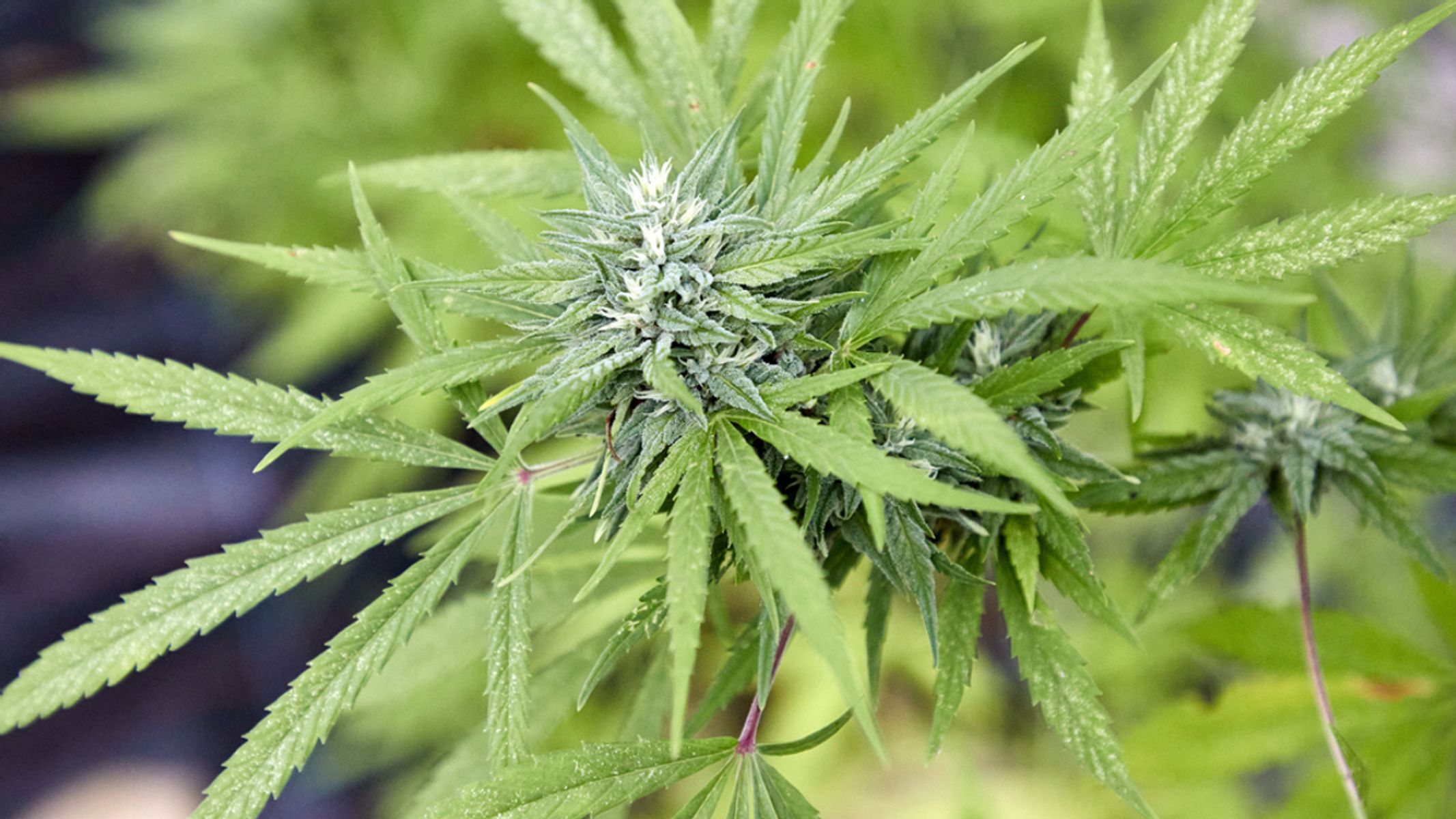 Maximale Strafe für den Anbau von Cannabis in Deutschland
