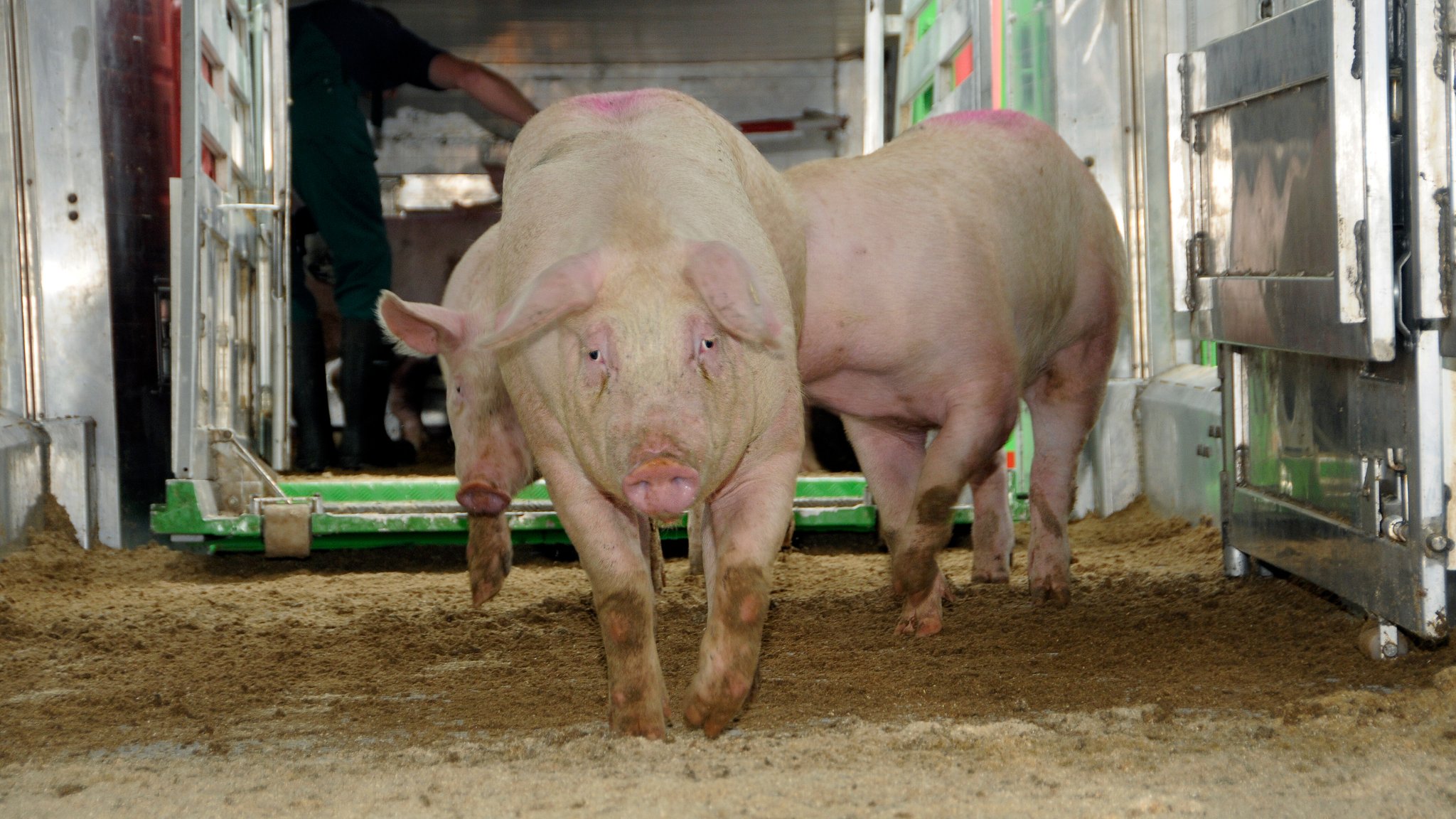 Schweinetransport - vom Stall zum Schlachthof (Symbolbild)