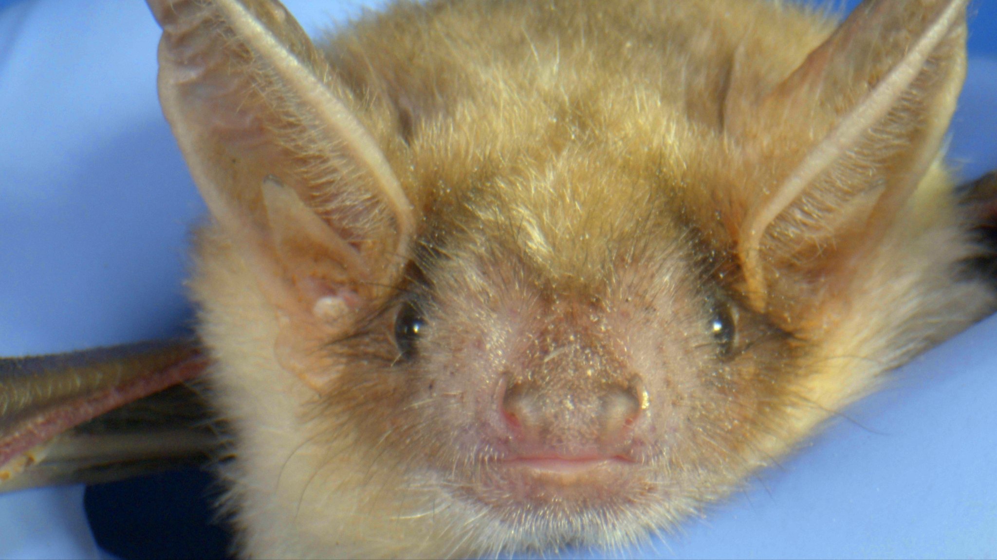 Fledermäuse in der Wohnung: Was tun bei tierischem Besuch?