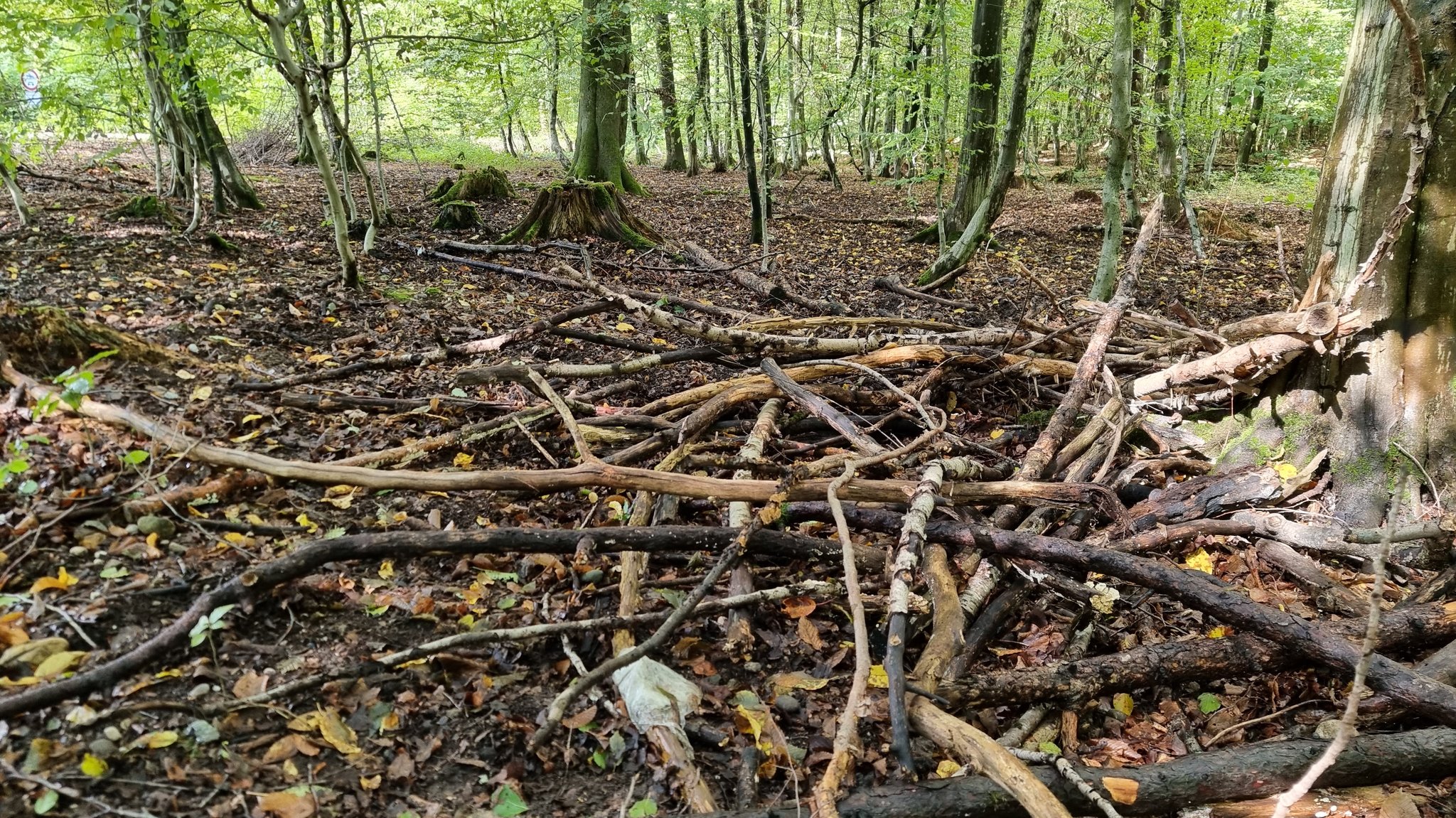 Darf kostenlos mitgenommen werden: Leseholz. Zu Boden gefallen, dürr, angefault. Äste kleiner als 10 Zentimeter im Durchmesser