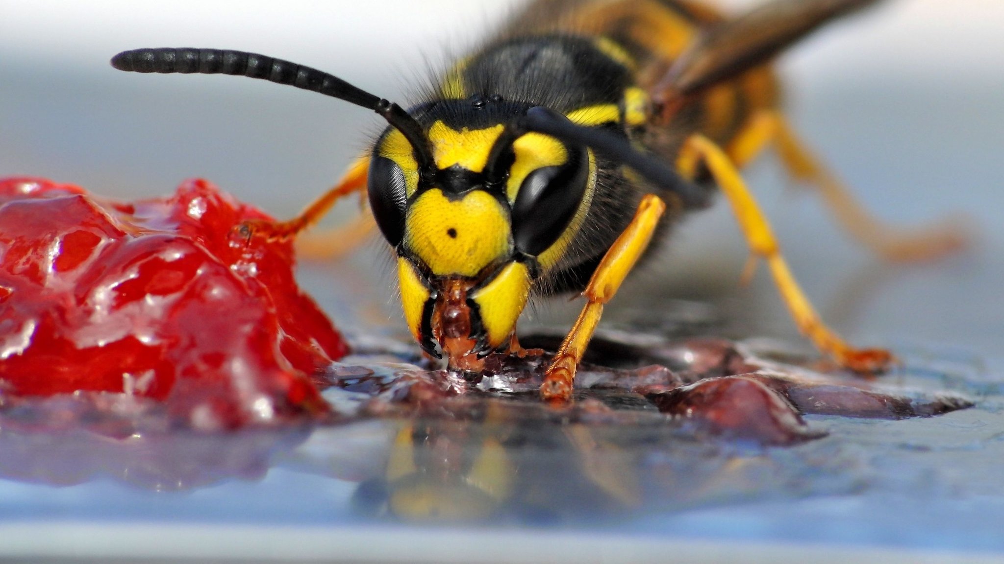 Warum wirken Wespen im Spätsommer so aggressiv?