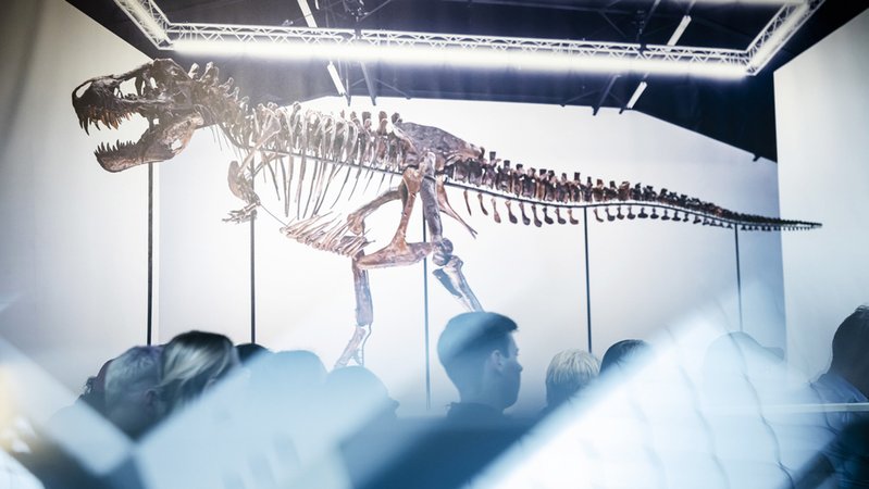 Das Skelett eines Tyrannosaurus Rex im Auktionshaus