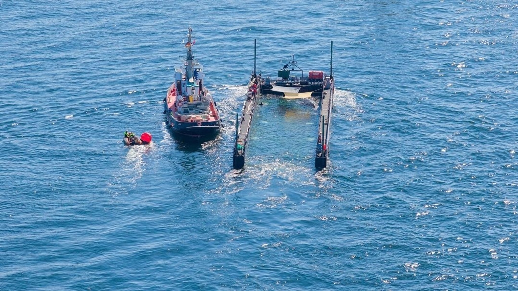 01.05.2026, Dänemark, Skagen: Der Buckelwal bei seinem Transport aus der Ostsee 